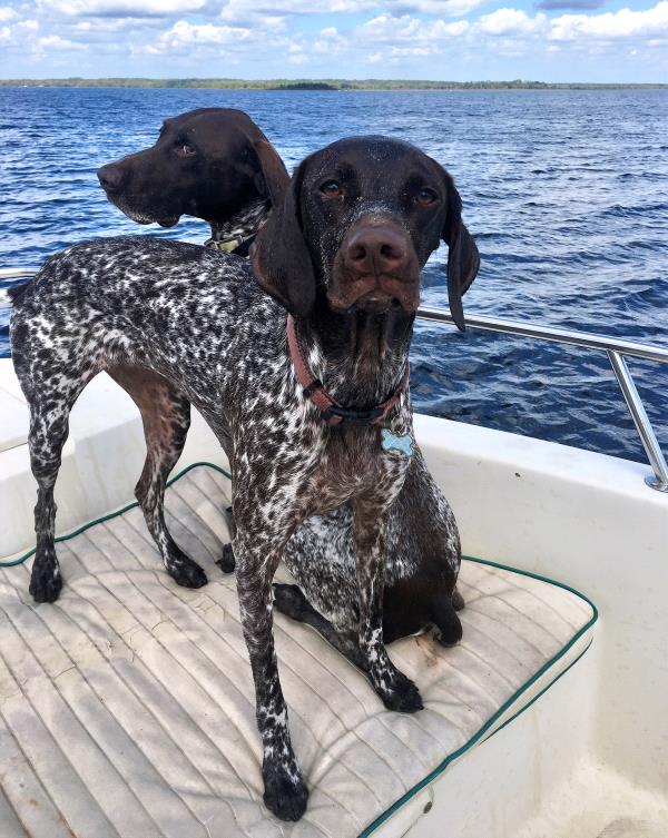 /Images/uploads/Southeast German Shorthaired Pointer Rescue/segspcalendarcontest2018/entries/9019thumb.jpg